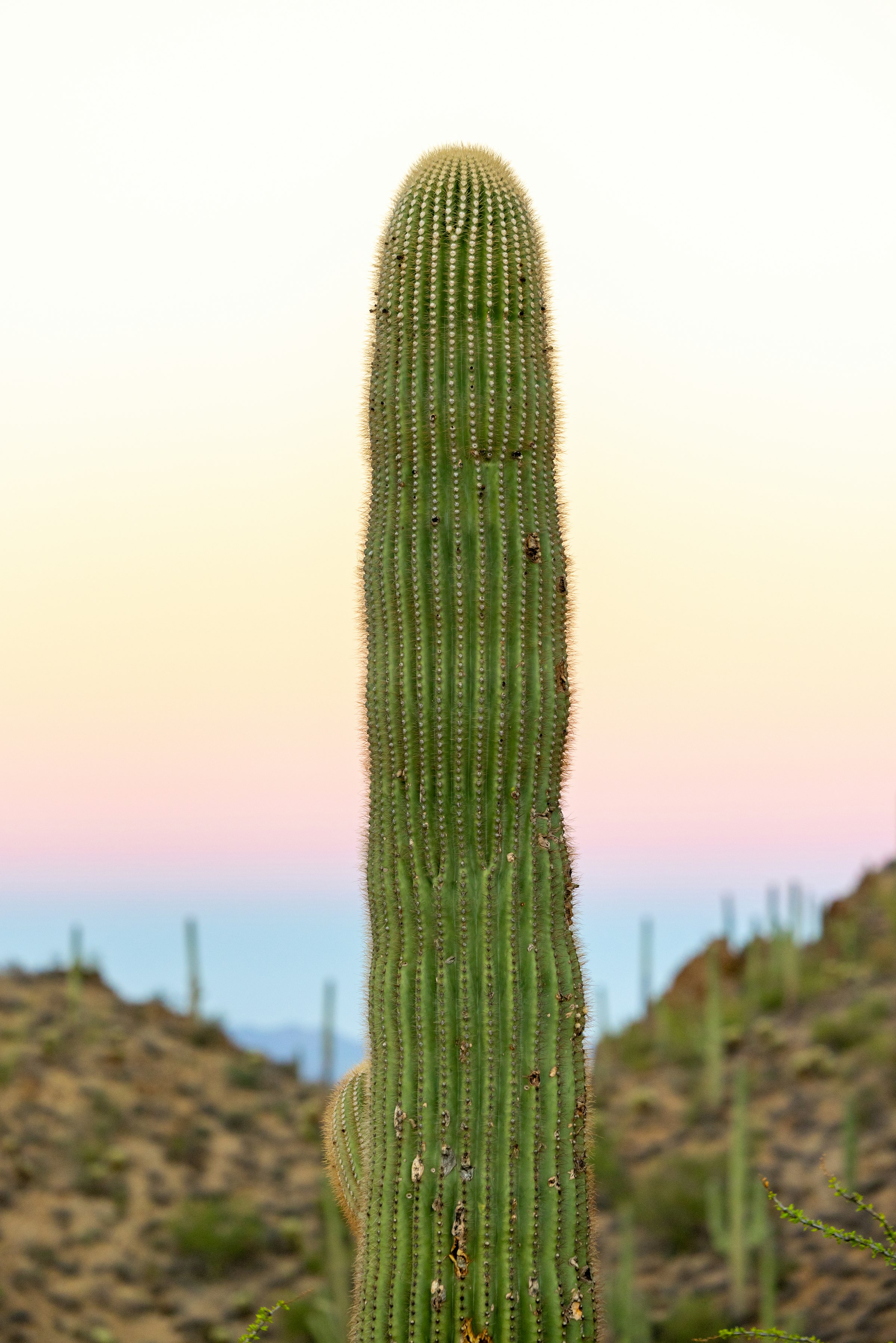 Tall saguaro cactus against a pastel desert sky at dusk, Saguaro National Park, Arizona