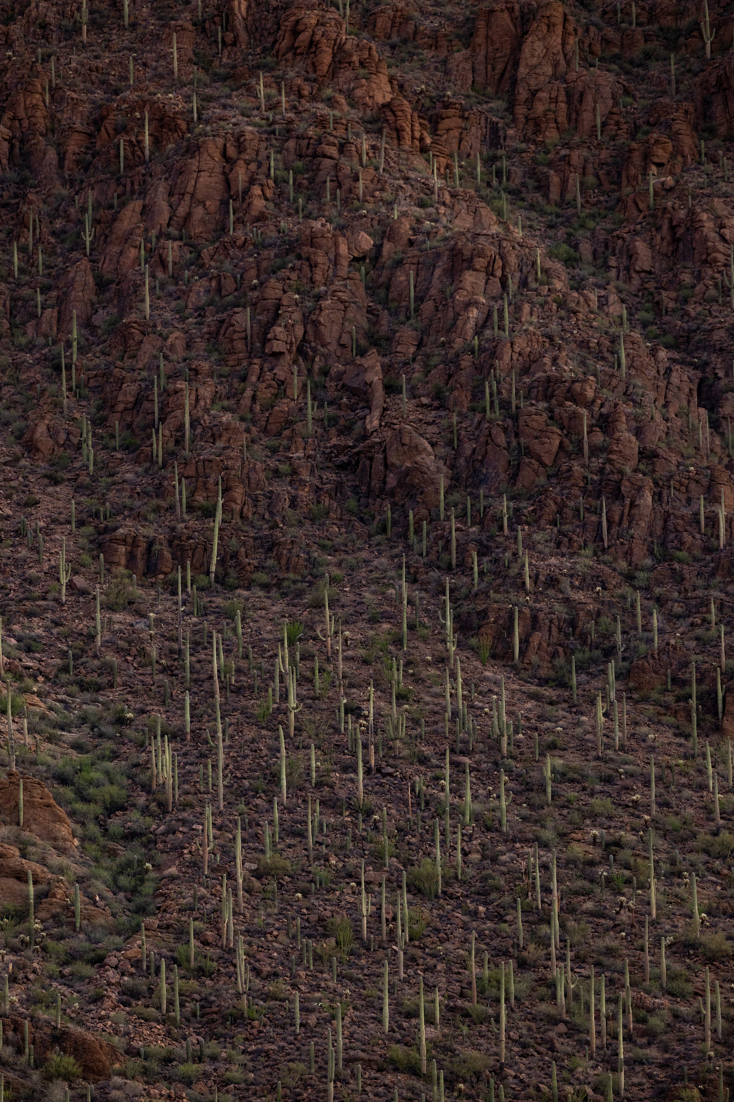 Saguaro cacti on a rocky desert hillside, Saguaro National Park, Arizona