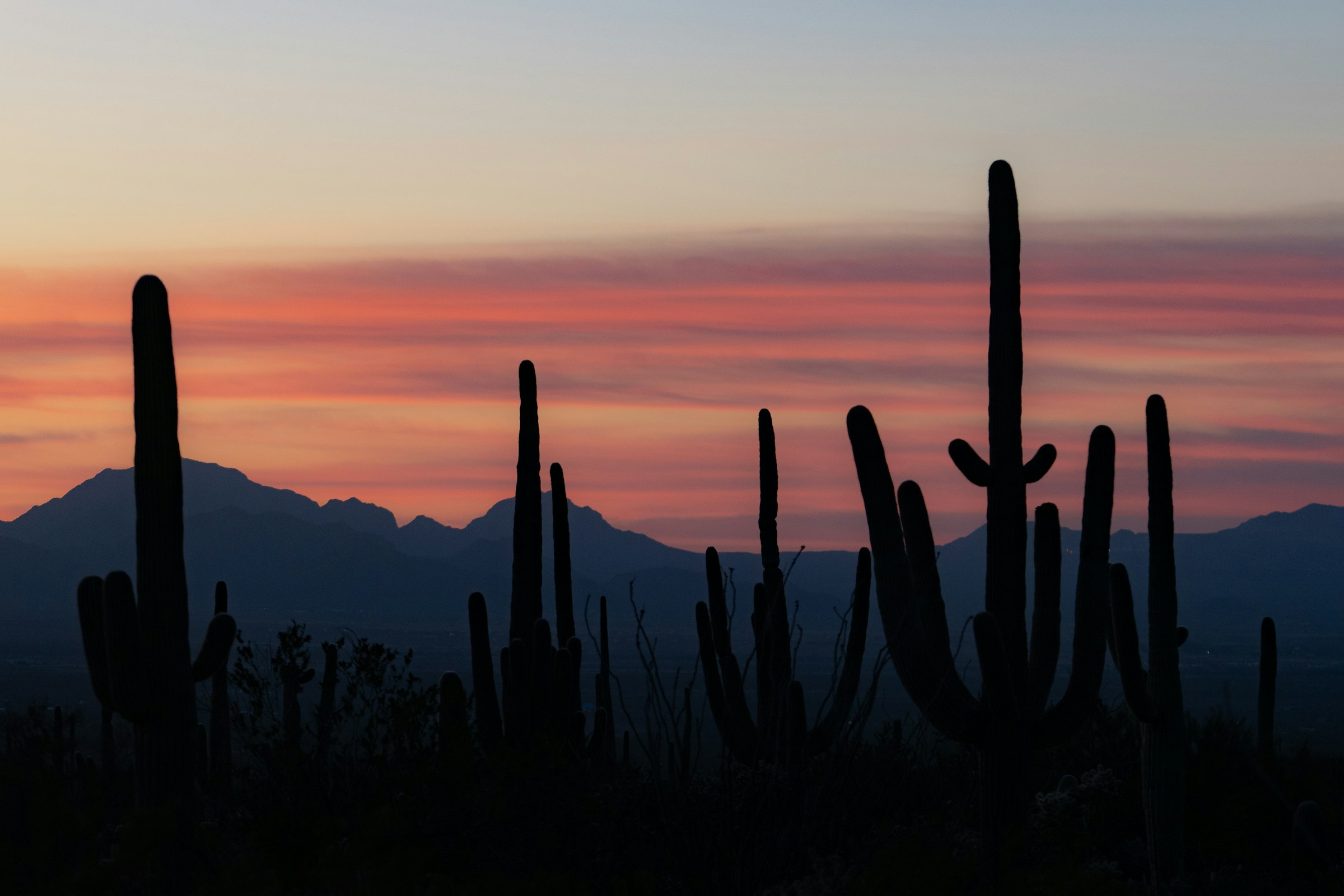 Silhouette of a saguaro cactus against a sunset sky, Phoenix, Arizona